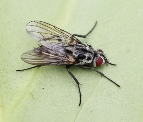 Eustalomyia festiva